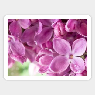 Purple Lilac Sticker